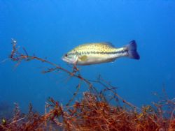 Largemouth bass,12/04,crawdad cove (lake mead,Nv) by Jon Justice 